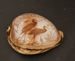 Etched Tiger Cowrie Shell Seashell Heron Egret Beauty Andaman Islands FREE SHIP - £15.55 GBP