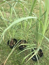 Lemongrass In 1 Gal Pot - £11.10 GBP