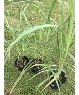 Lemongrass In 1 Gal Pot - $14.85