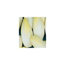 Premier Seeds Direct CHI03 5g Chicory Di Bruxelles Seeds (Pack of 3400)  - $7.00