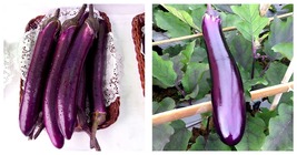 1600 Seeds Spring-Summer Eggplant Seeds: Thick-Fleshed, Purple-Red Variety - £19.65 GBP