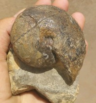 Authentic Devonian Manticoceras Goniatite Ammonite Fossil – Morocco Spec... - $453.88 MXN
