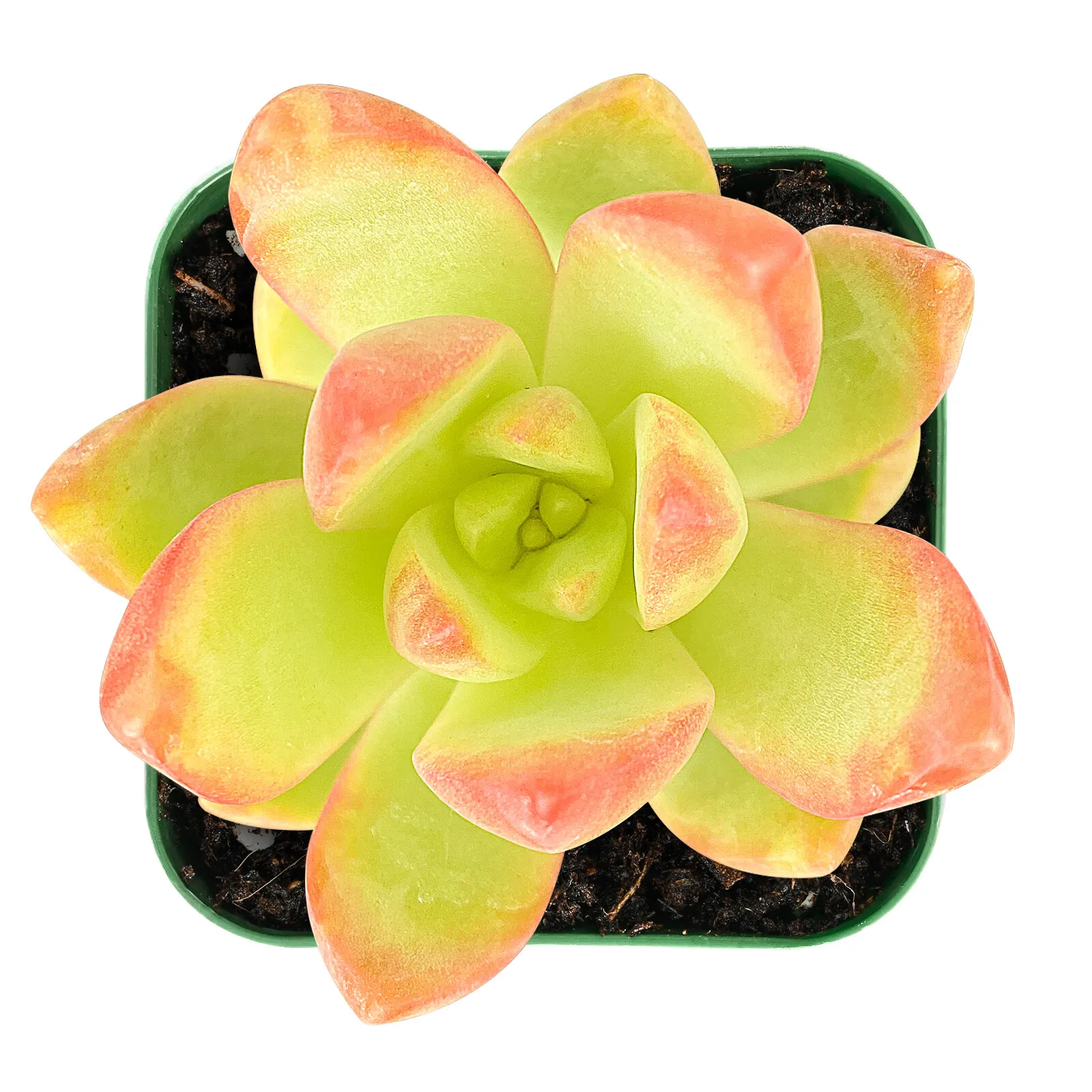 Live Sedum ‘Golden Glow’ succulent Plant Rooted in 2&#39;&#39; Planter For indoo... - $26.00