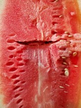 35 Seeds Bradford Watermelon New Fast Plant Heirloom Seeds Now - $8.35