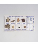 Fossils Of Our Prehistoric Past Mounted on Paper - £31.80 GBP