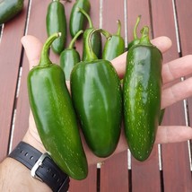 VPF 25+ Mammoth Jalapeno Hot Pepper Seeds  - Organic -- NON GMO - £2.55 GBP