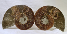 #2759 Cut Ammonite Pair - Madagascar  - £55.82 GBP