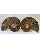 #2759 Cut Ammonite Pair - Madagascar  - £55.06 GBP