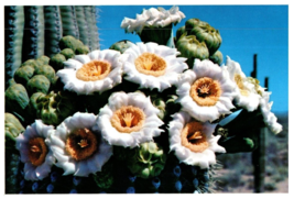 Saguaro Cactus Flower or Giant Cactus The Arizona State Flower Cactus Postcard - £5.49 GBP