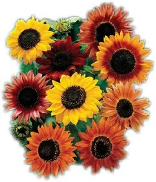 15 Sunflower Seed Mix - Vibrant Heirloom Blooms  - $5.00