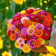 Rj 400 California Giant Zinnia Flower Seeds Mixed Colors Fresh - £6.62 GBP