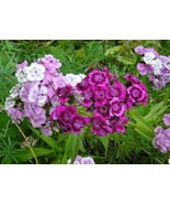 Dianthus chinensis mixed, code 831 - $91.84 MXN Dianthus chinensis mixed, code 831 - $91.84 MXN