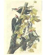 PILEATED WOODPECKER 1968 Audubon print American Heritage 8-1/2&quot; x 11&quot; - £7.93 GBP