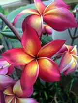 FA Store 5 Bright Pink Orange Plumeria Seeds Plants - £8.86 GBP