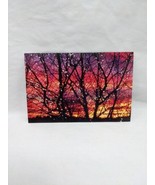 Illinois Redbud Creek Farm Christmas Tree Photo Flyer Advertisement - $255.02 MXN