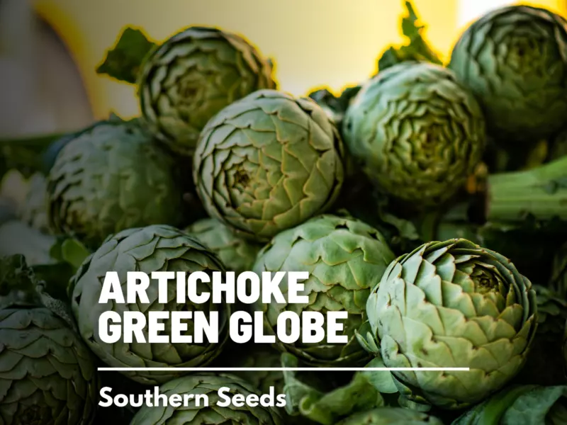 25 Seeds Artichoke Green Globe Heirloom Seeds For Swift Garden Makeovers - $9.95