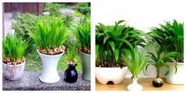 Little Forest Chinese Fan Palm (livistona chinensis) 10 Seeds / Pack, Evergreen - £15.97 GBP