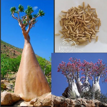 US Seller Adenium Socotranum Seeds New Fresh Seeds - £7.61 GBP