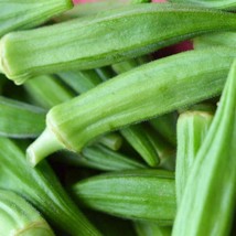 Rafhstore Okra Perkins Long Pod Seeds 30 Ct Vegetable Nongmo Heirloom Us Seeds - £6.92 GBP