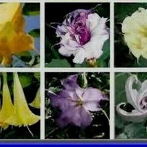 USA SELLER Custom Devil Trumpet Mix Datura Bush Seed 15 Seeds Free Shipping - $19.98