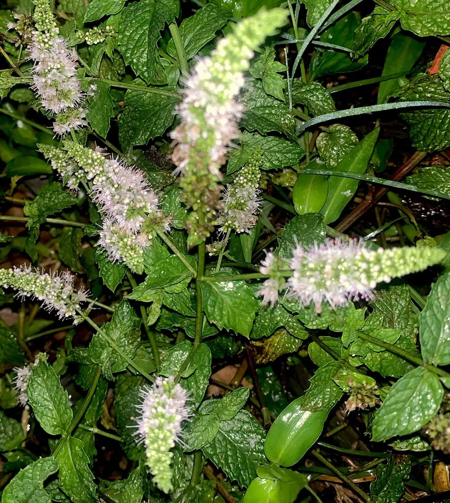 5 Mint Spearmint Mentha Spicata Herb LIve Plant Live Plants Potted Culinary - $30.80