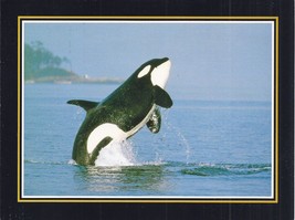 Orca whale postcard thumb200