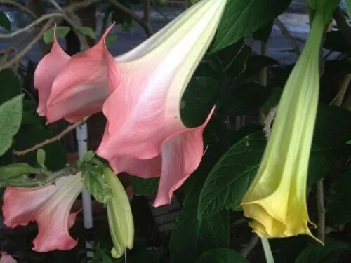 New Fresh 10 Dbl Bright Pink Angel Trumpet Seeds Flowers Seed Flower 26 - £9.04 GBP