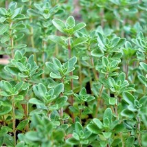 BPA 500 Seeds Common Thyme Seeds English German Organic Perennial Herb Garden Co - £7.16 GBP