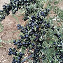 FREE SHIPPING 10+ seeds Black Goji Berry {Lycium ruthenicum} - £10.26 GBP