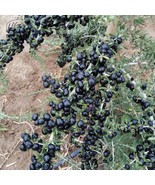 FREE SHIPPING 10+ seeds Black Goji Berry {Lycium ruthenicum} - $12.99