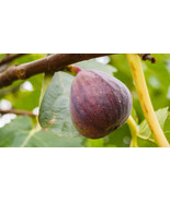 100+ Olympian Fig Seeds - £7.48 GBP