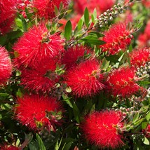 2 Packs Of 50 Seeds Each Crimson Bottlebrush Great Potted Tropical Callistemon C - £13.22 GBP