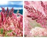 50 Seeds Pink Crystals Ruby Grass Garden - £27.83 GBP