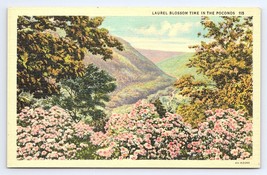 Postcard Laurel Blossom Time Pocono Mountains Pennsylvania PA - £3.54 GBP