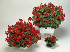 Begonia Seeds Higro Rose 50 Pelleted Seeds Flower Seedsgarden Beautiful USA Sell - £20.30 GBP