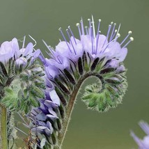 Phacelia Tenacetifolia Lacy Phacelia Fiddleneck 300 Seeds Fresh Seeds - £13.21 GBP