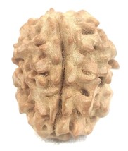 Rare 1 Mukhi Rudraksha With Single Seed inside - 17.53 mm - IGL Certified - £510.02 GBP