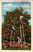Picking Oranges in Florida Vintage Postcard (A12) - £5.80 GBP