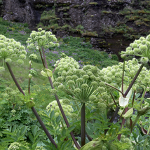 Angelica 50 PCS Seeds - $10.63