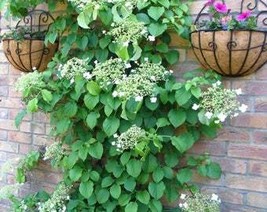 USA Seller 50 Climbing Hydrangea Anomala Petiolaris Vine Flower Seeds Fr... - £11.19 GBP