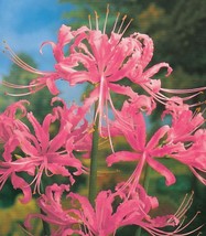 50 Pink Lycoris Radiata Flower Seeds - £6.76 GBP