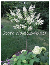 Bonsai 30  pcs Climbing White Hydrangea Flores Hydrangea Flowers plantas Wedding - £4.46 GBP