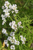 1000 Mountain Mint (Pycnanthemum pilosum) Seeds, Outdoor Plant, Herb Seeds  - $8.99