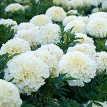 New Fresh 50Pcs White Marigold French Vanilla Flowers Seeds - £8.34 GBP