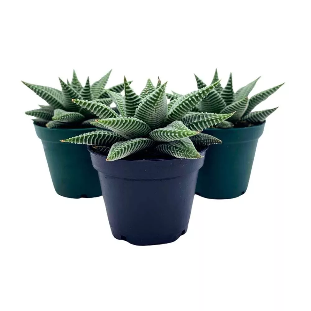 Haworthia Miami Wandera Variegated Lace Aloe Set of 3 2 in pot - £40.29 GBP