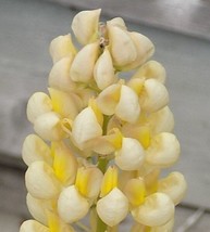 25 Yellow White Lupine Seeds Flower Perennial Flowers Hardy Seed 1042 US... - $9.00