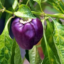 Purple Beauty Bell Pepper Seeds 30 Sweet Capsicum Annuum Vegetable Garden - £3.22 GBP