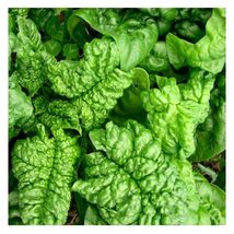 100 Seeds Bloomsdale Long Standing Spinach NON-GMO Heirloom Fresh Garden Seeds - £12.74 GBP