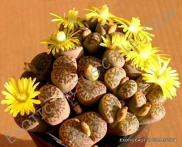 Rare Lithops Bromfieldii @J@ Mesembs Living Stone Rock Plant Seed 15 Seeds - £7.06 GBP