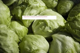 Iceberg Lettuce Seeds - NON-GMO - Vegetable Seeds - BOGO - $0.99